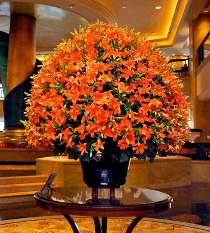 Orangesicle (Globe)