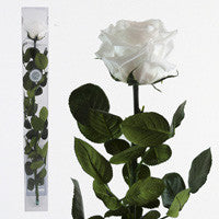 Preserved White Roses - Long Stem