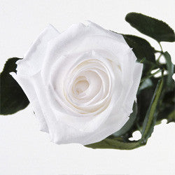 Preserved White Roses - Long Stem