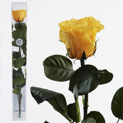 Preserved Yellow Roses - Long Stem