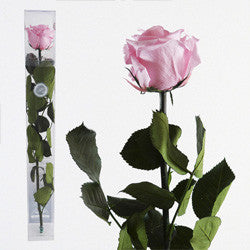 Preserved Pink Roses - Long Stem