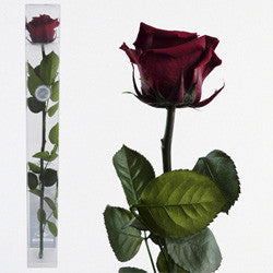 Preserved Red Roses - Long Stem