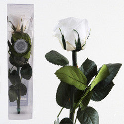 Preserved White Roses - Long Stem