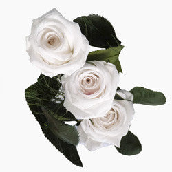 Preserved White Roses - Bouquet