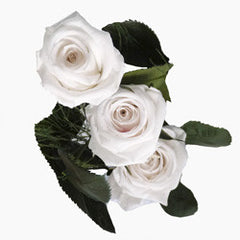 Preserved White Roses - Bouquet