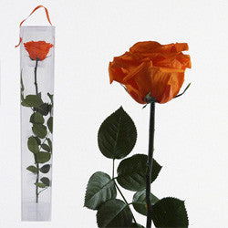 Preserved Orange Roses - Long Stem