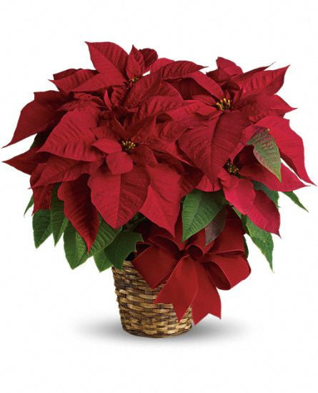 Poinsettia (Red)