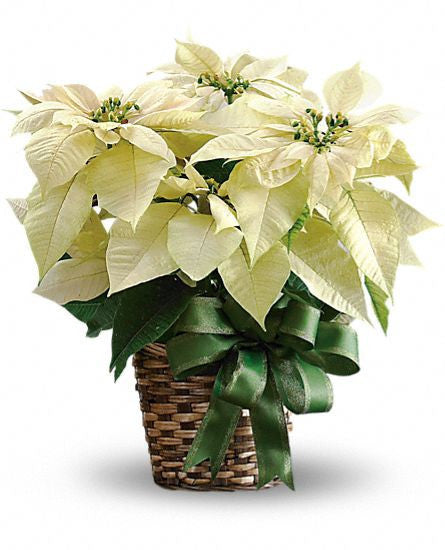 Poinsettla (White)