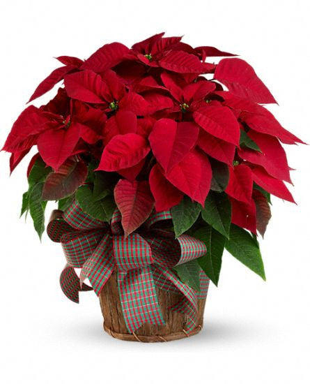 Poinsettia (Red)