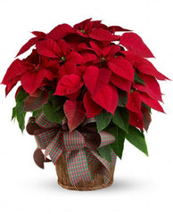 Poinsettia (Red)